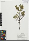 Foto von Salix pseudolapponum Seemen